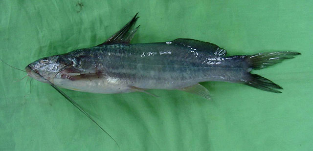 (Mystus Scopoli, 1777) Род Мистусы, Мисты, Индийские косатки, Косатки